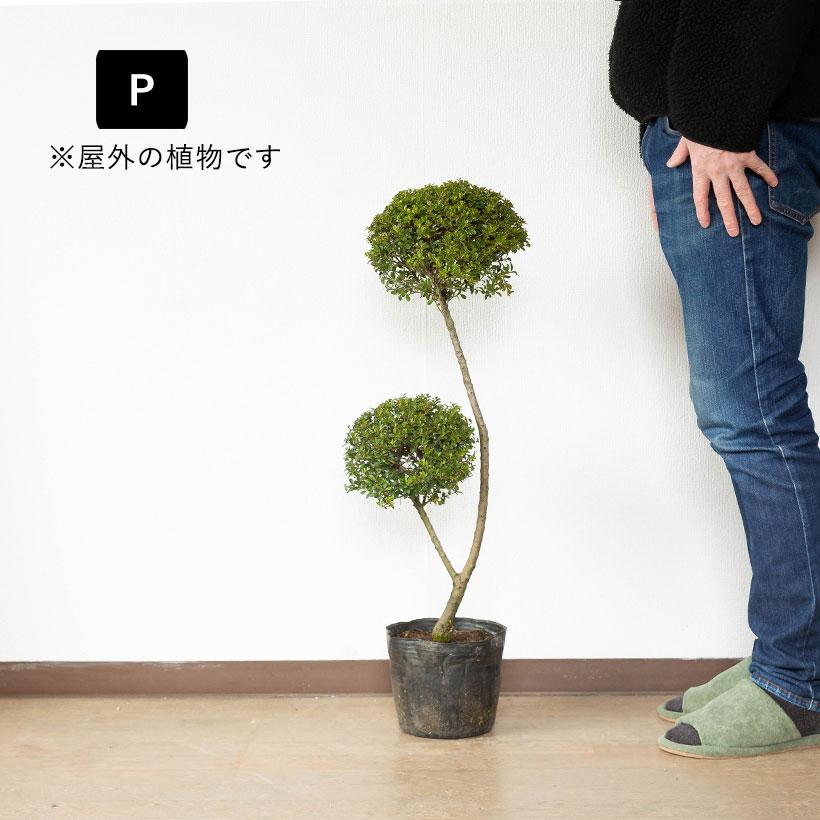 観葉植物 キンメツゲ 室外 おしゃれ 【写真で選べる】キンメツゲの玉