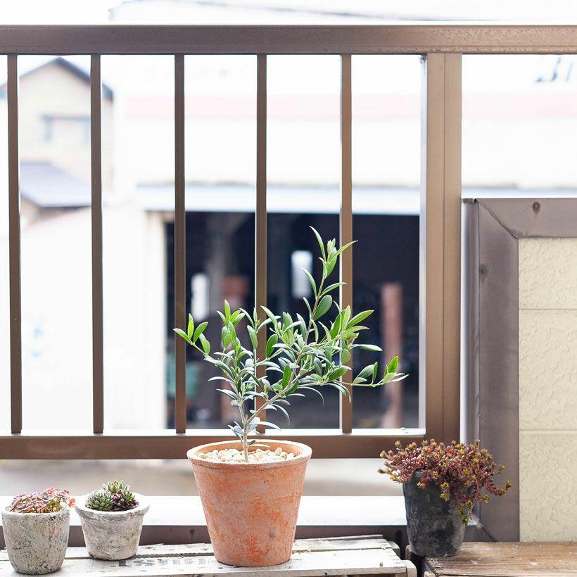 植木鉢 素焼き アンティーク モスポット 5号( アンティーク風