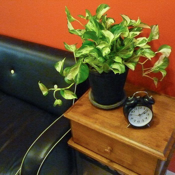 植木鉢 素焼き アンティーク モスポット 6号( アンティーク風