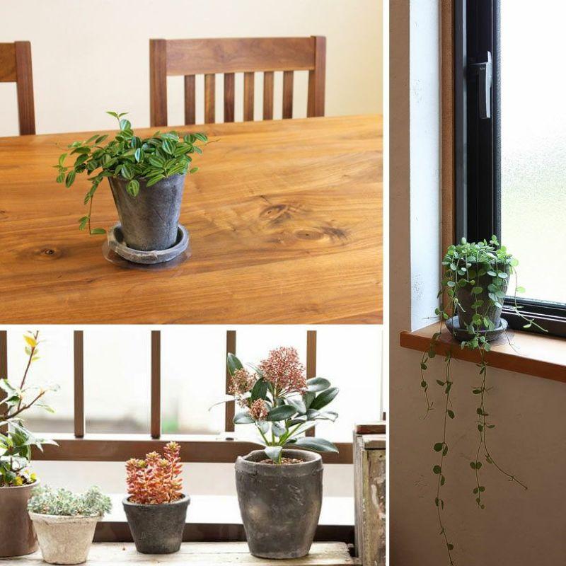 植木鉢 素焼き アンティーク モスポット浅鉢 5号（直径19cm/高さ12cm