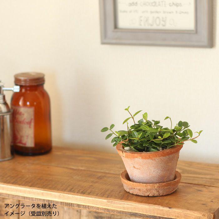 E-23f. 3号 素焼きリメ鉢 レース アンティーク 多肉植物 楽天