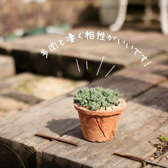 植木鉢 素焼き アンティーク モスポット浅鉢（直径10cm/高さ6cm) 3号