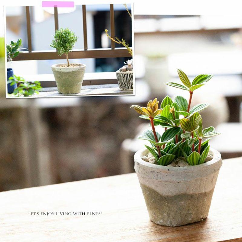 植木鉢 素焼き 植え替え アンティーク 白のモスポット浅鉢（10cm/高さ