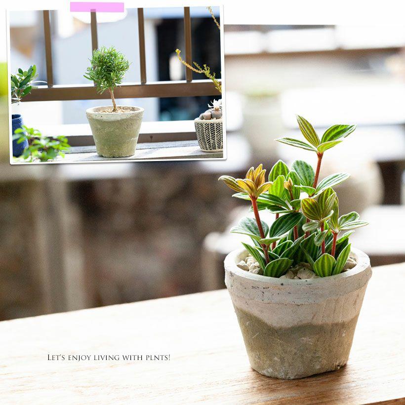 植木鉢 素焼き 植え替え アンティーク 白のモスポット浅鉢（10cm/高さ