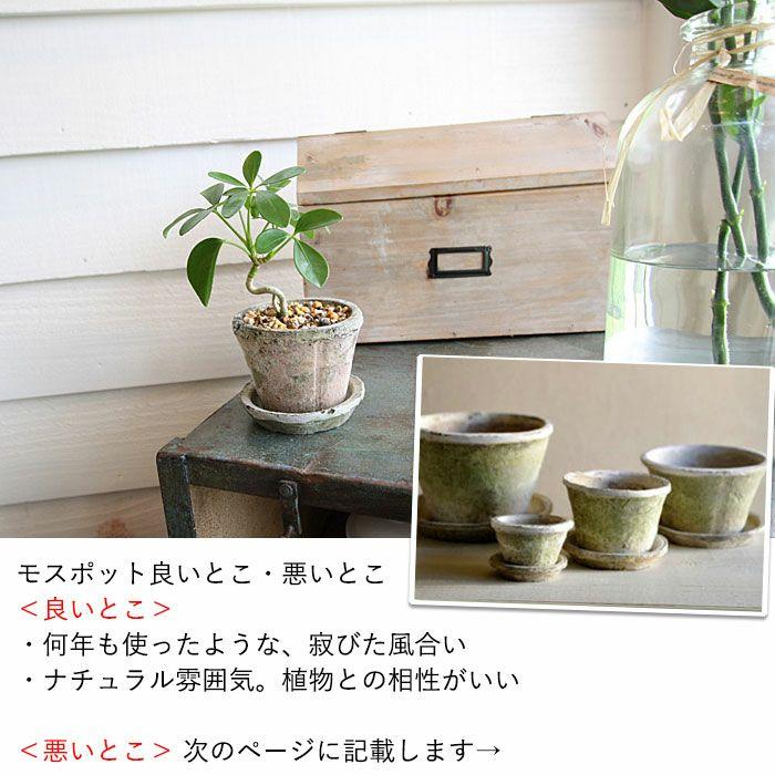 植木鉢 素焼き 植え替え アンティーク 白のモスポット浅鉢（10cm/高さ