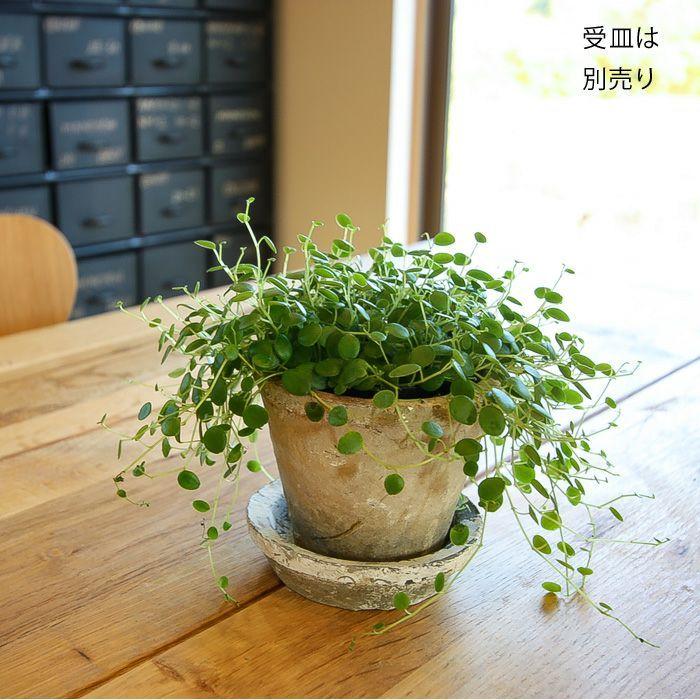 植木鉢 素焼き 植え替え アンティーク 白のモスポット浅鉢（12.5cm) 4 