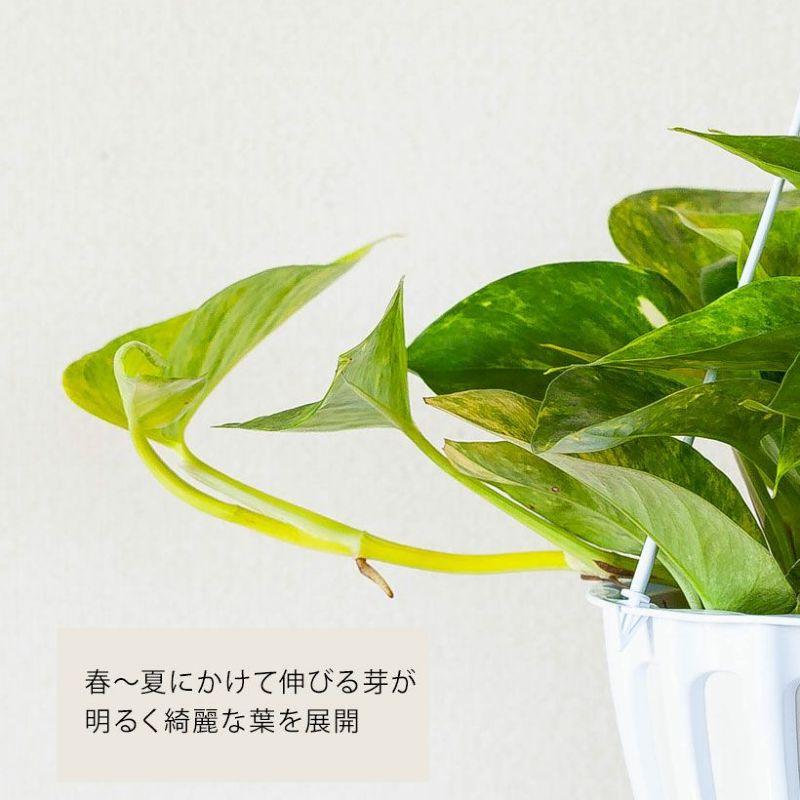 希少品種！ポトス・クリスタルグリーン : e-花屋さん - 通販 - Yahoo