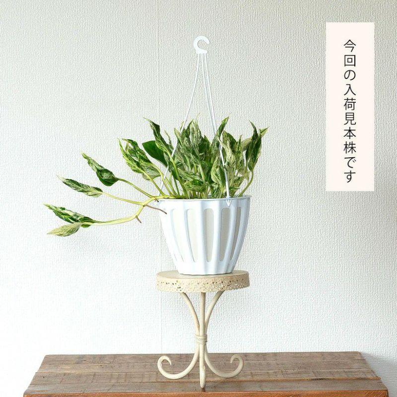 観葉植物 種類 室内 おしゃれ 希少品種！ポトス・テルノ「ラブソング