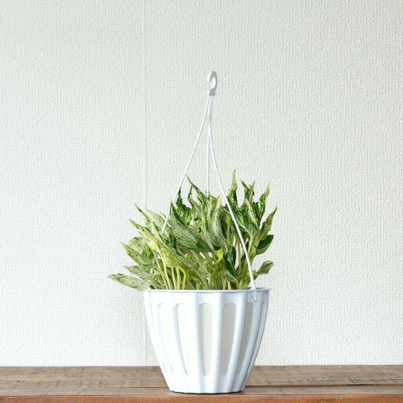 観葉植物 種類 室内 おしゃれ 希少品種！ポトス・テルノ「ラブソング