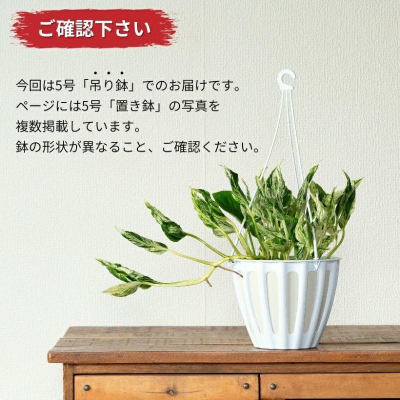 観葉植物 種類 室内 おしゃれ 希少品種！ポトス・テルノ「ラブソング