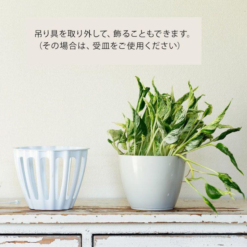 観葉植物 種類 室内 おしゃれ 希少品種！ポトス・テルノ「ラブソング