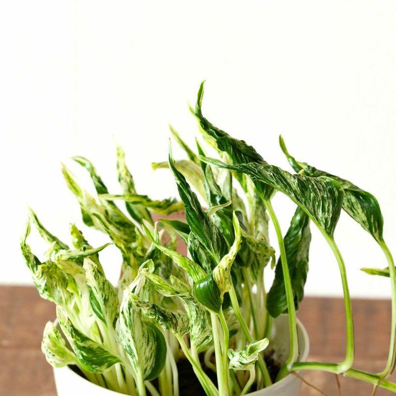 観葉植物 種類 室内 おしゃれ 希少品種！ポトス・テルノ「ラブソング
