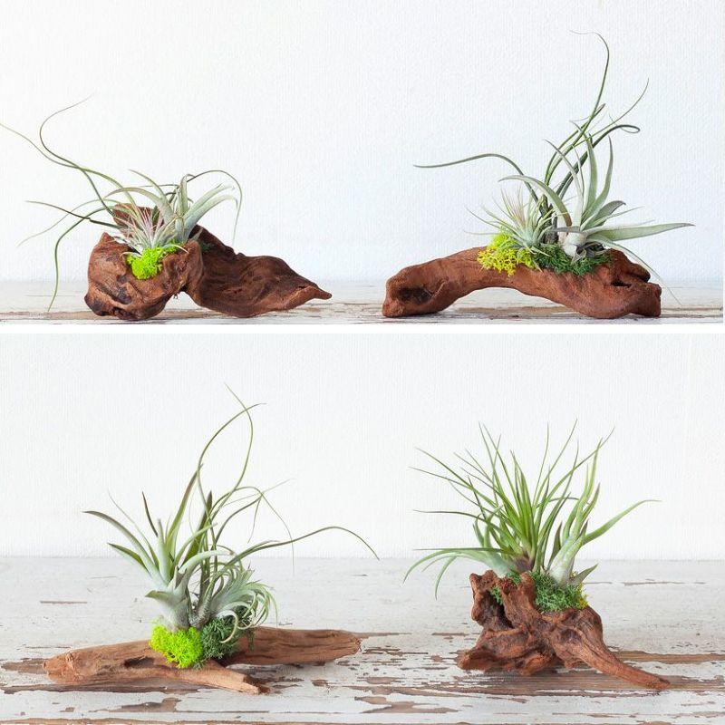 エアープランツ チランジア 観葉植物 種類 室内 おしゃれ プレゼント