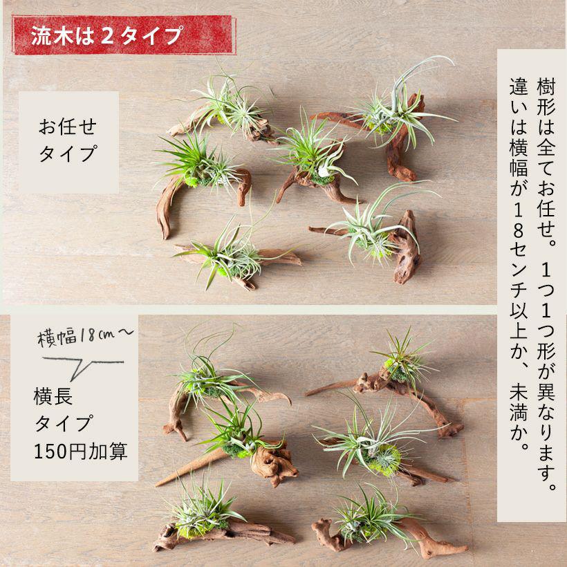 エアープランツ チランジア 観葉植物 種類 室内 おしゃれ プレゼント