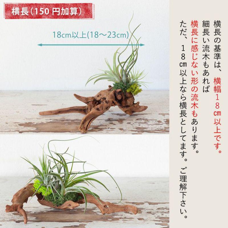エアープランツ 流木　観葉植物　　　　　 ffc8f6696ee8a29d93875c581fc860
