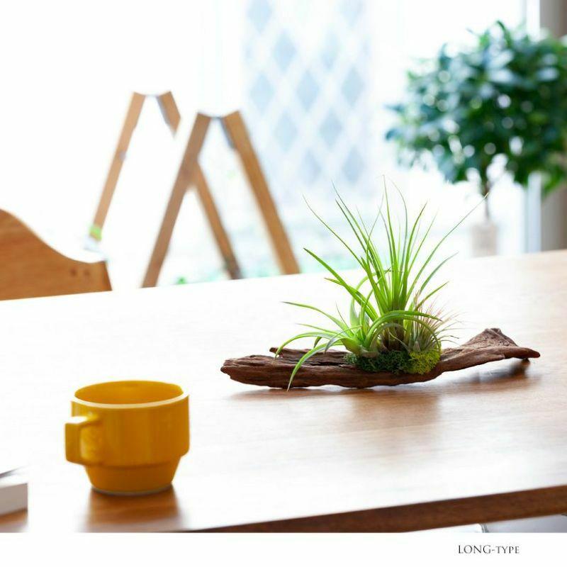 エアープランツ チランジア 観葉植物 種類 室内 おしゃれ プレゼント