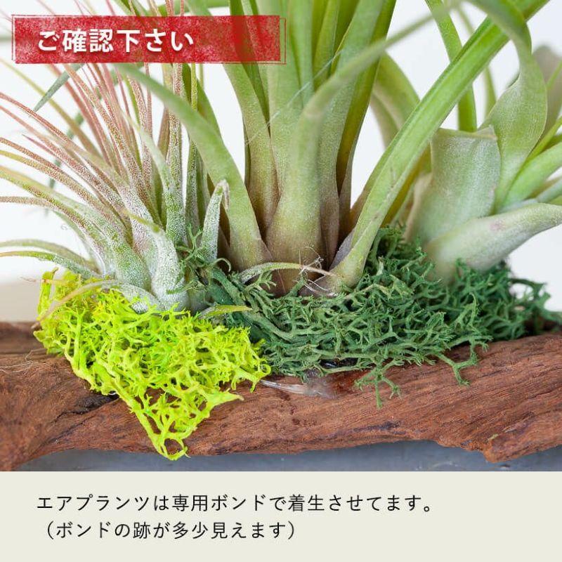 エアープランツ チランジア 観葉植物 種類 室内 おしゃれ プレゼント