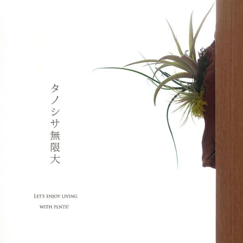 エアープランツ チランジア 観葉植物 種類 室内 おしゃれ プレゼント