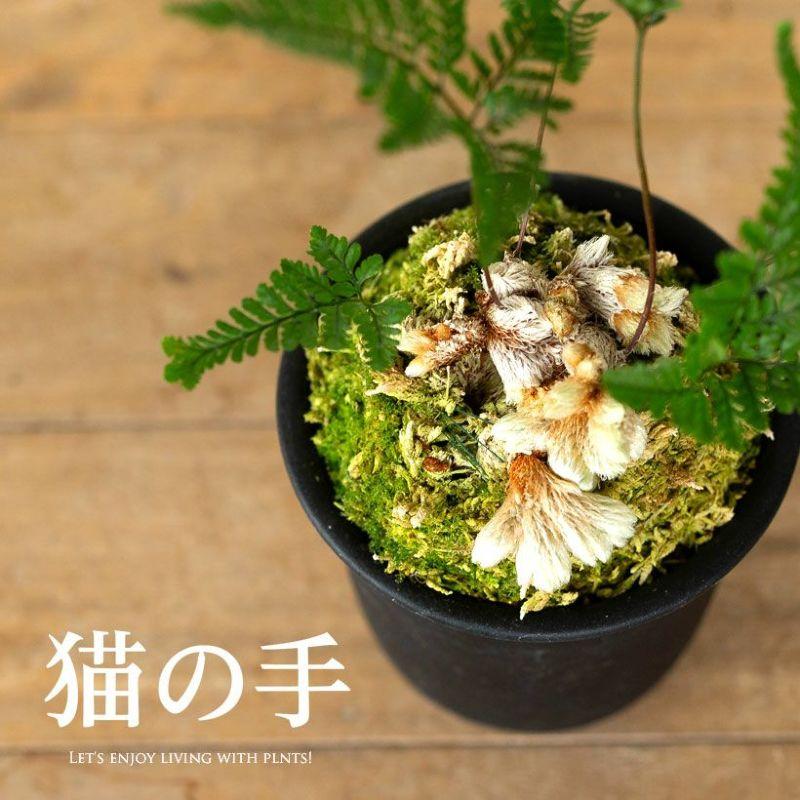 トキワシノブの変異種！「猫の手（石化シノブ）」常盤忍 せっか