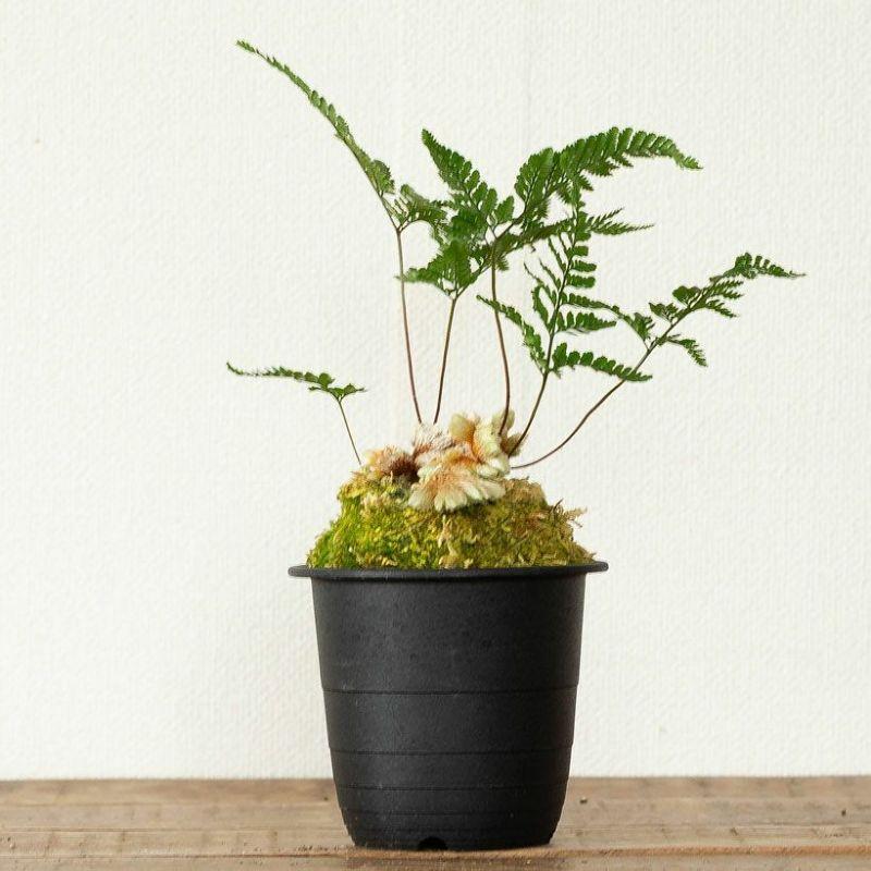 希少 石化トキワシノブ 猫の手のような根茎 4株セット／単品可 トキワシノブの変異種！「猫の手（石化シノブ）」常盤忍 せっか ねこの