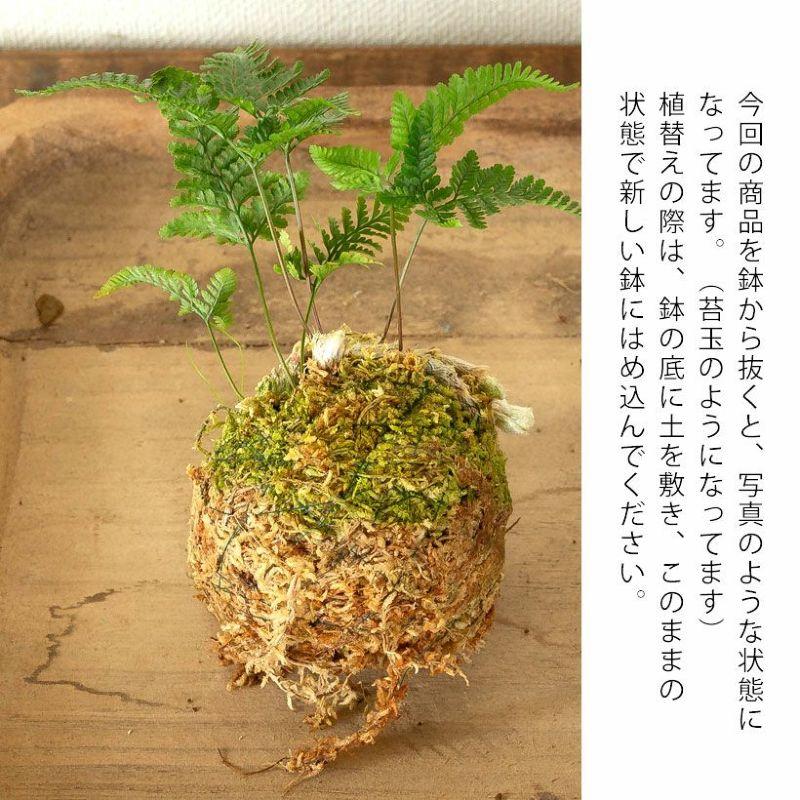 トキワシノブの変異種！「猫の手（石化シノブ）」常盤忍 せっか ねこの