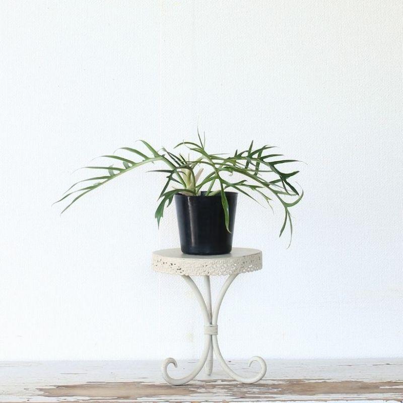 フィロデンドロン・トータム（トルツム） : e-花屋さん - 通販 - Yahoo