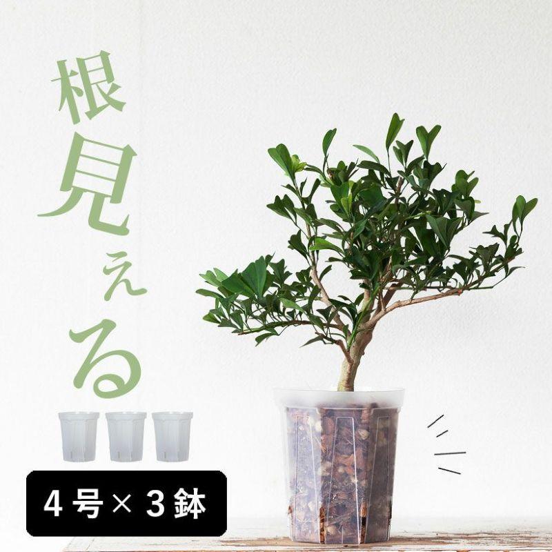 植木鉢 透明 プラ鉢 樹脂製 透明スリット鉢[４号サイズ×3鉢SET] 浅岡園芸 : toumei-pot4 : e-花屋さん - 通販 -  Yahoo!ショッピング