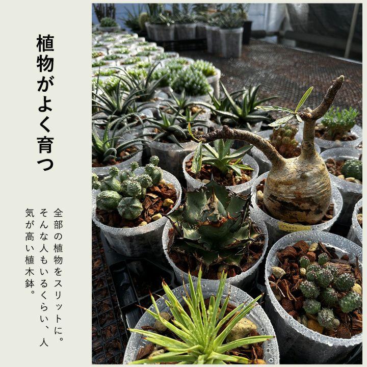 ネガミエル 透明スリット鉢 6号サイズ×2鉢SET 根が見える 浅岡園芸