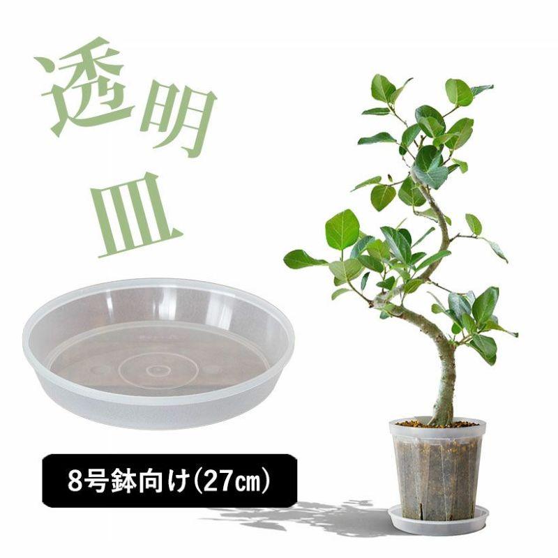 受皿 半透明の受皿：直径27cm（8〜9号鉢向けサイズ） 植物 ネガミエル