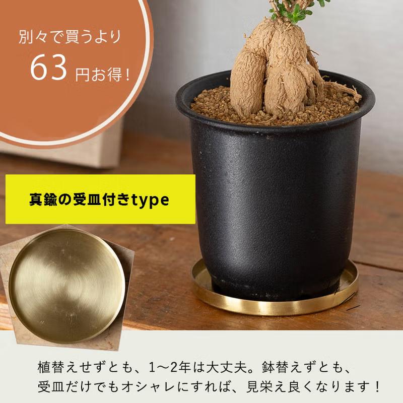 盆栽みたいな多肉（塊根植物）：姫紅小松(トリコディアデマ) ベニ