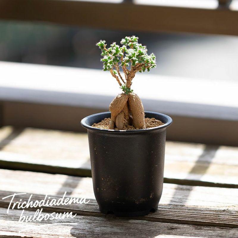 盆栽みたいな多肉（塊根植物）：姫紅小松(トリコディアデマ) ベニ