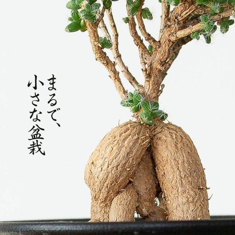 盆栽みたいな多肉（塊根植物）：姫紅小松(トリコディアデマ) ベニ