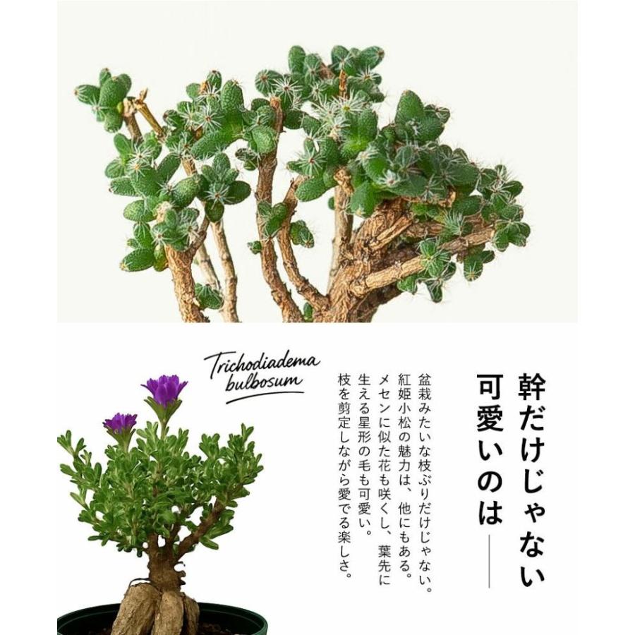 盆栽みたいな多肉（塊根植物）：姫紅小松(トリコディアデマ) ベニ