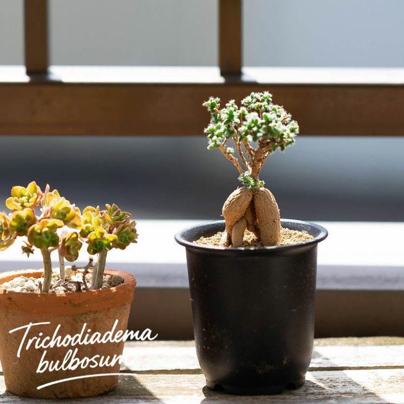 盆栽みたいな多肉（塊根植物）：姫紅小松(トリコディアデマ) ベニ