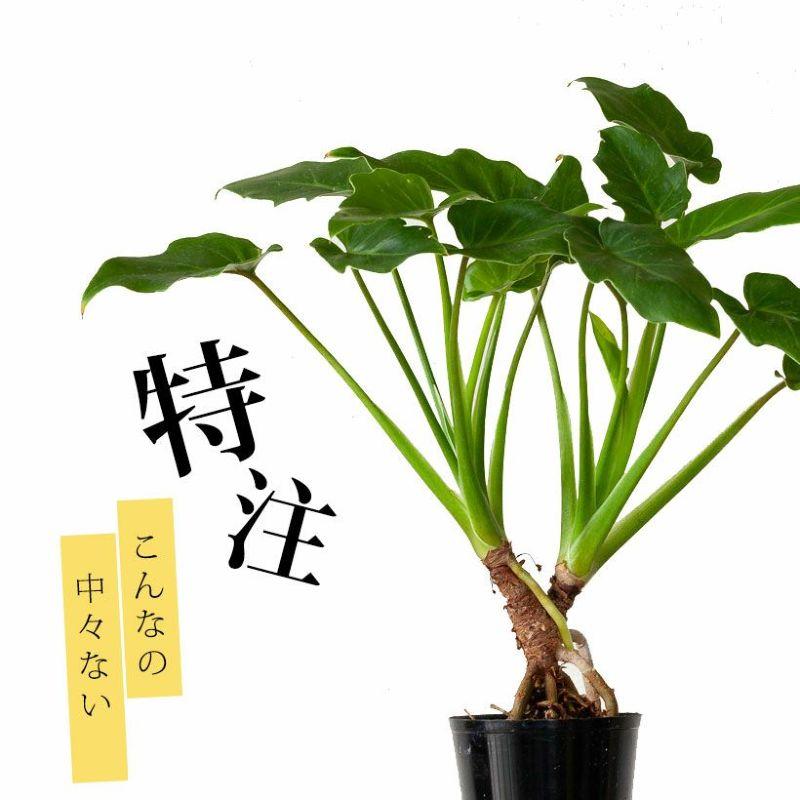 観葉植物 種類 室内 おしゃれ 特注品！根上がりクッカバラ「分頭