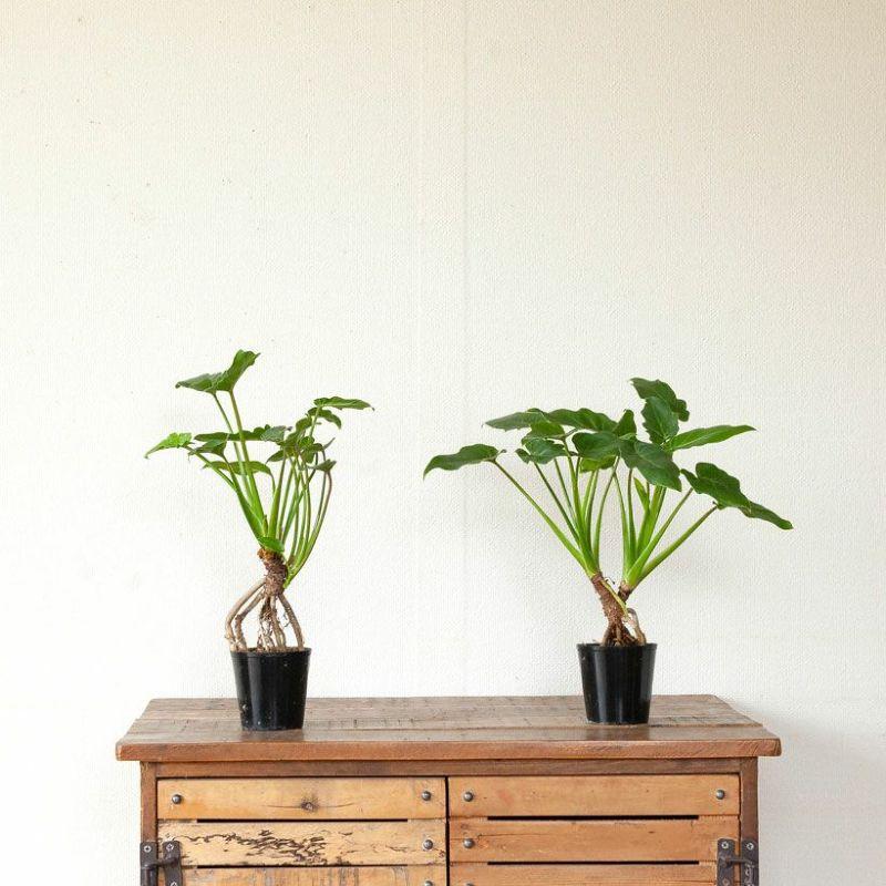 観葉植物 種類 室内 おしゃれ 特注品！根上がりクッカバラ「分頭