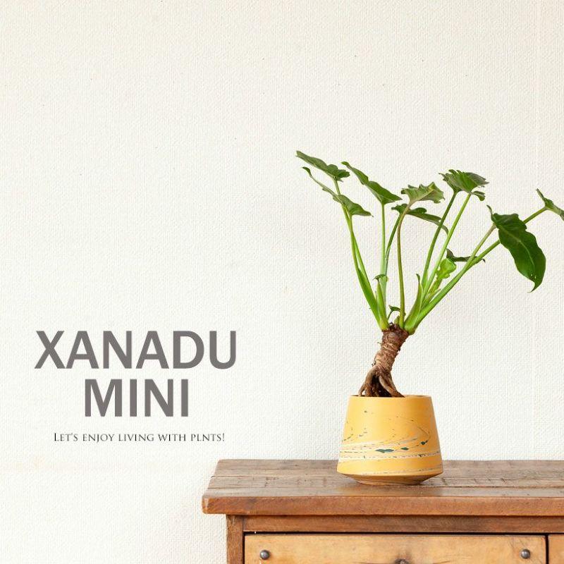 観葉植物 種類 室内 おしゃれ 特注品！根上がりクッカバラ「分頭