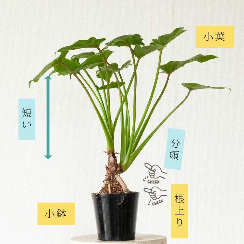 観葉植物 種類 室内 おしゃれ 特注品！根上がりクッカバラ「分頭