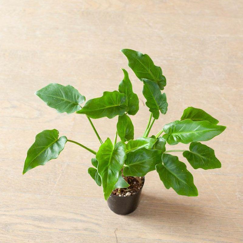 観葉植物 種類 室内 おしゃれ 特注品！根上がりクッカバラ「分頭