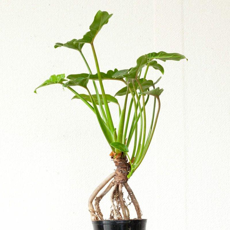 観葉植物 種類 室内 おしゃれ 特注品！根上がりクッカバラ「分頭