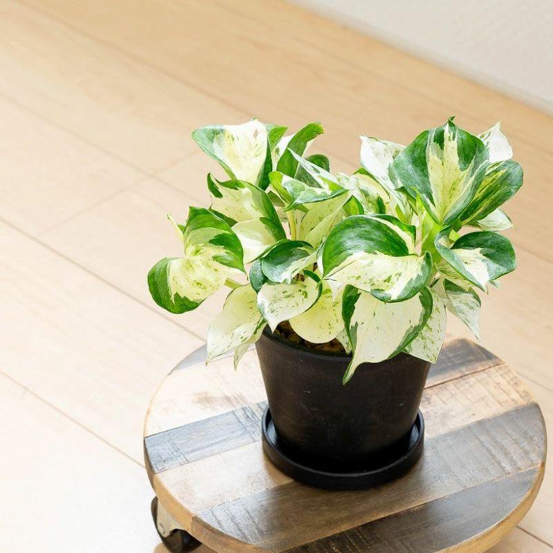 鉢 植木鉢 おしゃれ 室内 鉢カバー 植え替え マット 植物の美しさを