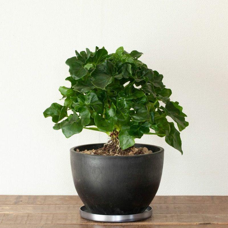 鉢 植木鉢 おしゃれ 室内 鉢カバー 植え替え マット ボウル型