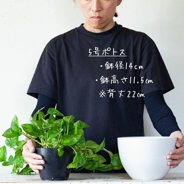 鉢 植木鉢 おしゃれ 室内 鉢カバー 植え替え マット ボウル型