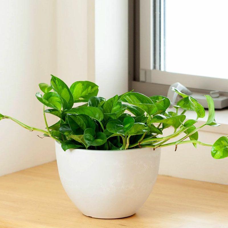鉢 植木鉢 おしゃれ 室内 鉢カバー 植え替え マット ボウル型
