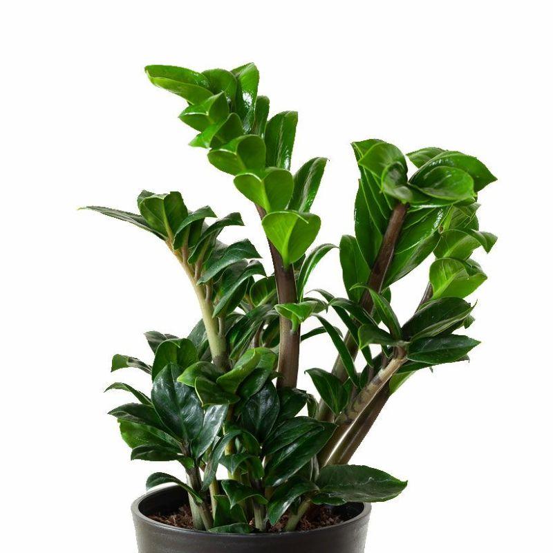 観葉植物 種類 室内 おしゃれ 鉢 インテリア テーブル ザミオクルカス