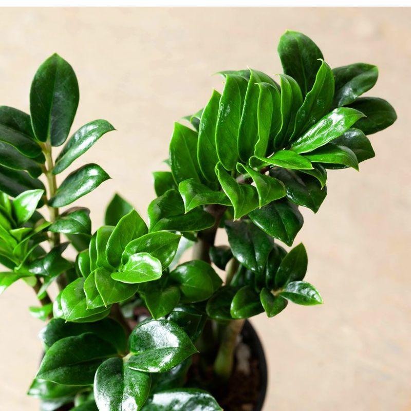 観葉植物 種類 室内 おしゃれ 鉢 インテリア テーブル ザミオクルカス