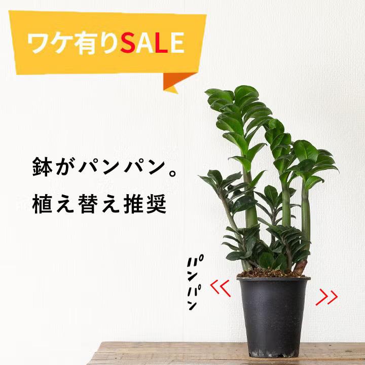 観葉植物 ザミオクルカス ゼンジー（陰に強い観葉植物） : e-花屋さん