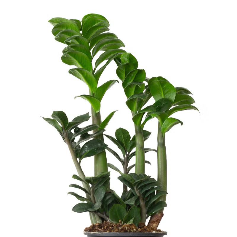 観葉植物 ザミオクルカス ゼンジー（陰に強い観葉植物） : e-花屋さん