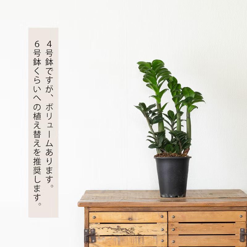 観葉植物 ザミオクルカス ゼンジー（陰に強い観葉植物） : e-花屋さん