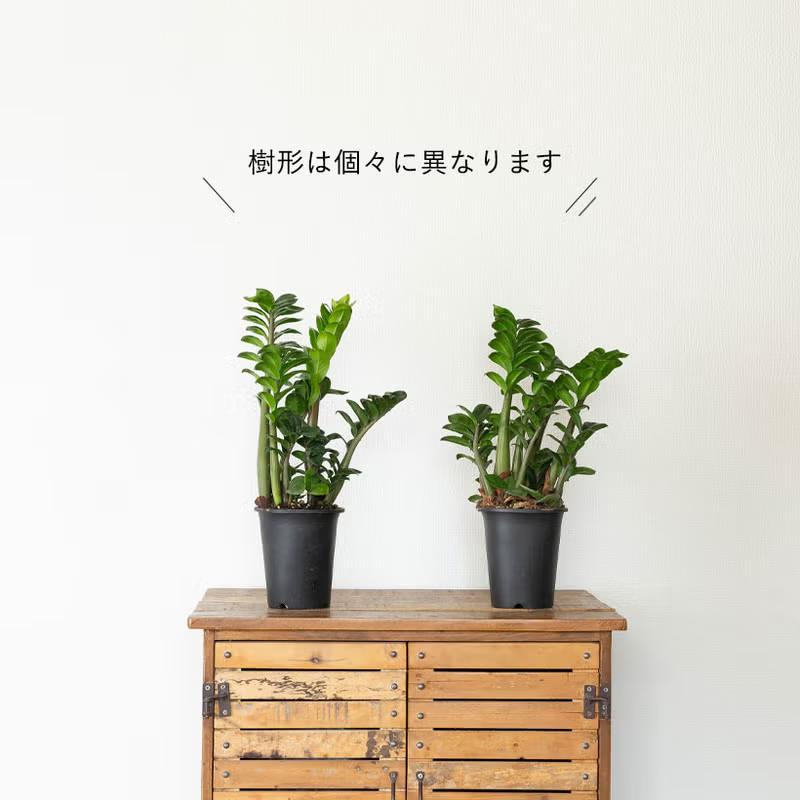 観葉植物 ザミオクルカス ゼンジー（陰に強い観葉植物） : e-花屋さん